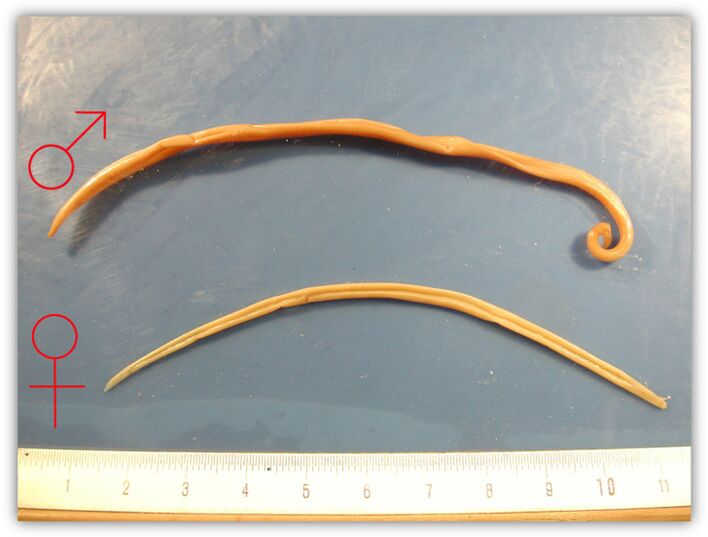 Life size female and male roundworms