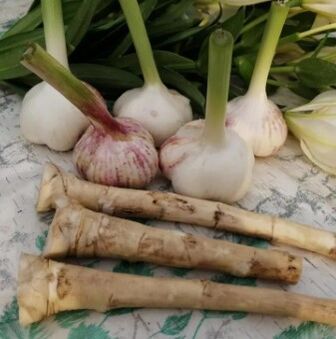 Radish and Garlic Against Lamblia