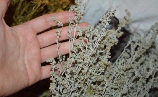 Wormwood fights parasites in the human body